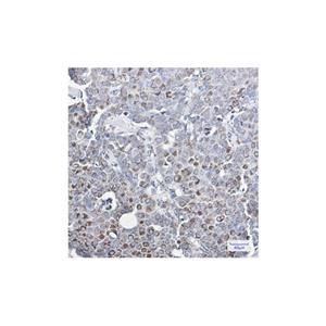 Recombinant MMP3 Antibody,Recombinant MMP3 Antibody