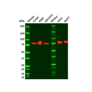 aladdin 阿拉丁 Ab115912 Mre11 Mouse mAb mAb(7C8A9); Mouse anti Human Mre11 Antibody; ELISA, WB, Flow, IHC; Unconjugated