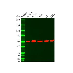 aladdin 阿拉丁 Ab116168 Recombinant MST4 Antibody Recombinant (R08-2H9); Rabbit anti Human MST4 Antibody; WB, IF, ICC; Unconjugated