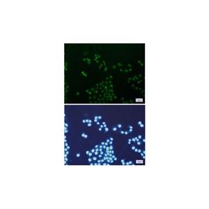 Recombinant mtTFA Antibody,Recombinant mtTFA Antibody