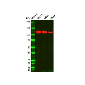aladdin 阿拉丁 Ab116451 Recombinant MUC4 Antibody Recombinant (R02-7G1); Rabbit anti Human MUC4 Antibody; WB; Unconjugated
