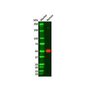 aladdin 阿拉丁 Ab116484 Recombinant IRF4 Antibody Recombinant (R04-5G3); Rabbit anti Human IRF4 Antibody; WB; Unconjugated