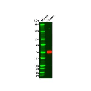 Recombinant IRF4 Antibody,Recombinant IRF4 Antibody