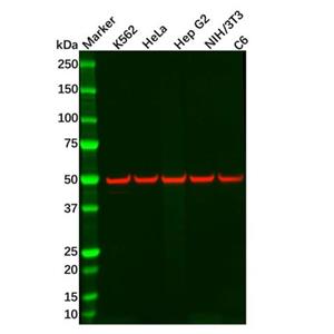 aladdin 阿拉丁 Ab116536 Recombinant CHRM2/CM2 Antibody Recombinant (R01-9B9); Rabbit anti Human Muscarinic Acetylcholine Receptor 2/CM2 Antibody; WB; Unconjugated