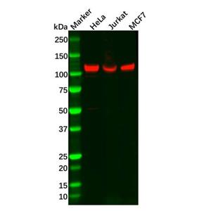 aladdin 阿拉丁 Ab117894 Recombinant NFkB p100/NFKB2 Antibody Recombinant (R04-4D6); Rabbit anti Human NFkB p100/NFKB2 Antibody; WB, IF, ICC; Unconjugated