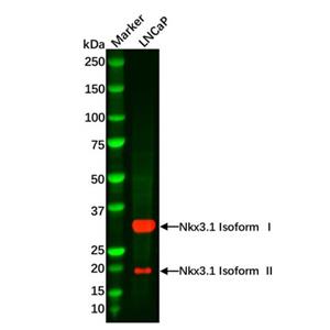aladdin 阿拉丁 Ab118203 Recombinant Nkx3.1 Antibody Recombinant (R08-9L5); Rabbit anti Human Nkx3.1 Antibody; WB; Unconjugated