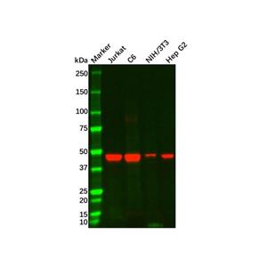 aladdin 阿拉丁 Ab118776 CD8 alpha Mouse mAb mAb (C14); Mouse anti Human CD8 alpha Antibody; WB, IHC; Unconjugated