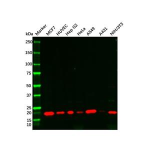 aladdin 阿拉丁 Ab119615 Recombinant p21 Antibody Recombinant (R07-3K5); Rabbit anti Human p21 Antibody; WB; Unconjugated