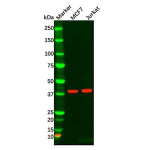 aladdin 阿拉丁 Ab119724 MAPK11 Antibody pAb; Rabbit anti Human MAPK11 Antibody; WB, IHC; Unconjugated