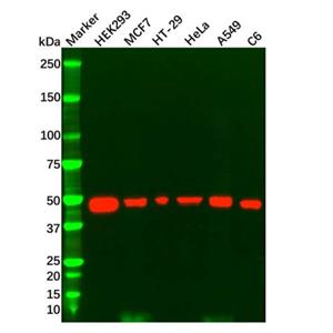 p53 Mouse mAb,p53 Mouse mAb