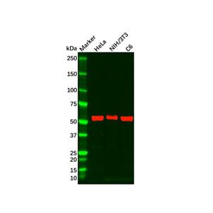 Recombinant P70 S6 Kinase beta/SRK Antibody,Recombinant P70 S6 Kinase beta/SRK Antibody