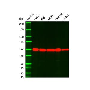 aladdin 阿拉丁 Ab119979 Recombinant PABPN1 Antibody Recombinant (R02-8B1); Rabbit anti Human PABPN1 Antibody; WB, IHC; Unconjugated