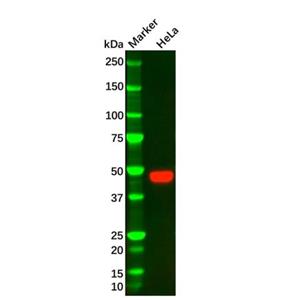 PAI1 Mouse mAb,PAI1 Mouse mAb