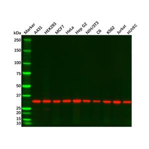 aladdin 阿拉丁 Ab120681 Recombinant PCNA Antibody Recombinant (RR704); Rabbit anti Human PCNA Antibody; WB, Flow, IP; Unconjugated