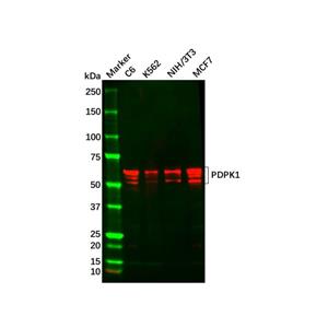 aladdin 阿拉丁 Ab121091 PDPK1 Mouse mAb mAb (3H3D9); Mouse anti Human PDPK1 Antibody; WB, ICC, IF, ELISA, Flow; Unconjugated