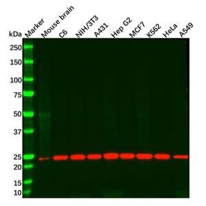 aladdin 阿拉丁 Ab121313 Recombinant Peroxiredoxin 1/PAG Antibody Recombinant (R04-0H5); Rabbit anti Human Peroxiredoxin 1/PAG Antibody; WB, ICC, IF; Unconjugated