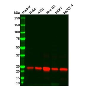 Recombinant Peroxiredoxin 3/PRDX3 Antibody,Recombinant Peroxiredoxin 3/PRDX3 Antibody