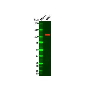 Recombinant PI 3 Kinase p110 delta Antibody,Recombinant PI 3 Kinase p110 delta Antibody