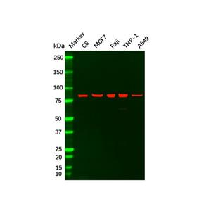 Recombinant PI 3 Kinase p85 alpha ?Antibody,Recombinant PI 3 Kinase p85 alpha ?Antibody