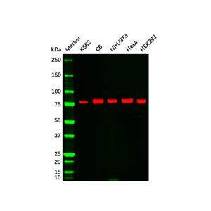 aladdin 阿拉丁 Ab122024 Recombinant PKC alpha Antibody Recombinant (R05-4E5); Rabbit anti Human PKC alpha Antibody; WB, IHC; Unconjugated