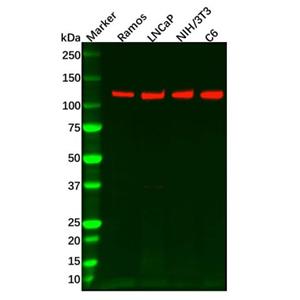 aladdin 阿拉丁 Ab122157 Recombinant PKN1 Antibody Recombinant (R09-2I4); Rabbit anti Human PKN1 Antibody; WB; Unconjugated