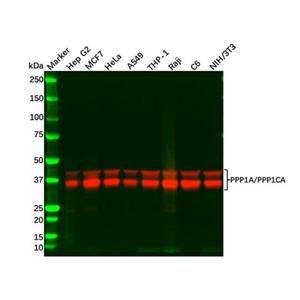PPP1A/PPP1CA Mouse mAb,PPP1A/PPP1CA Mouse mAb