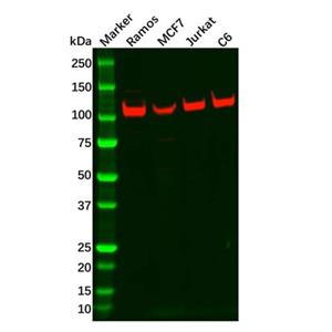 Recombinant PSD93 Antibody,Recombinant PSD93 Antibody