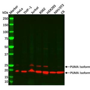 aladdin 阿拉丁 Ab123948 Recombinant PUMA Antibody Recombinant (R05-9C7); Rabbit anti Human PUMA Antibody; WB, IHC, IF, ICC; Unconjugated