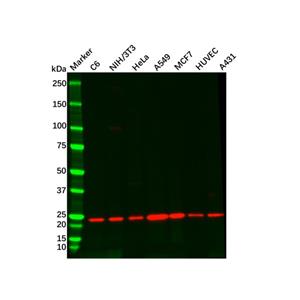 aladdin 阿拉丁 Ab124097 Recombinant RAB10 Antibody Recombinant (R06-2A3); Rabbit anti Human RAB10 Antibody; WB, ICC, IF; Unconjugated