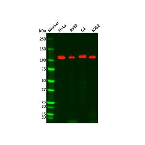 aladdin 阿拉丁 Ab124351 Recombinant Rad21 Antibody Recombinant (R03-5I0); Rabbit anti Human Rad21 Antibody; WB, IHC, ICC, IF; Unconjugated