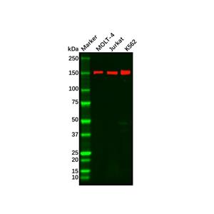aladdin 阿拉丁 Ab124364 Recombinant Rad50 Antibody Recombinant (R07-8C0); Rabbit anti Human Rad50 Antibody; WB, IHC; Unconjugated