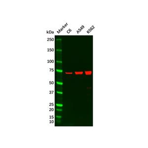 aladdin 阿拉丁 Ab124431 Recombinant Raf1 Antibody Recombinant (R05-9B1); Rabbit anti Human Raf1 Antibody; WB, ICC, IF; Unconjugated