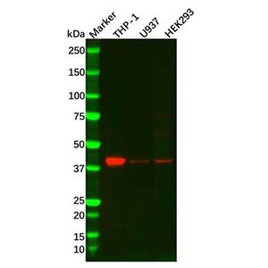 aladdin 阿拉丁 Ab124684 RASSF1 Antibody pAb; Rabbit anti Human RASSF1 Antibody; WB; Unconjugated