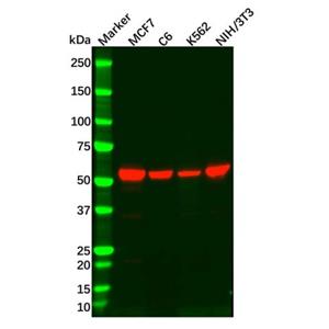 aladdin 阿拉丁 Ab125125 Recombinant RXRA Antibody Recombinant (R04-6C3); Rabbit anti Human Retinoid X Receptor alpha/RXRA Antibody; WB, ICC, IF; Unconjugated