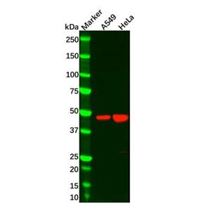 aladdin 阿拉丁 Ab125996 RRAGC Antibody pAb; Rabbit anti Human RRAGC Antibody; WB; Unconjugated