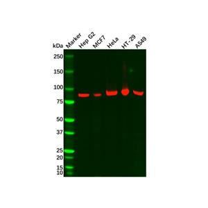 aladdin 阿拉丁 Ab126009 Recombinant RRM1 Antibody Recombinant (R08-4D3); Rabbit anti Human RRM1 Antibody; WB, IHC, ICC, IF; Unconjugated