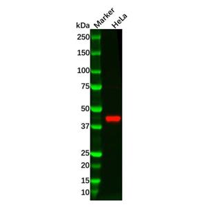 aladdin 阿拉丁 Ab126016 RRM2 Antibody pAb; Rabbit anti Human RRM2 Antibody; WB; Unconjugated