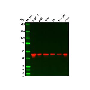 aladdin 阿拉丁 Ab126913 Recombinant SEC61A Antibody Recombinant (R07-6B6); Rabbit anti Human SEC61A Antibody; WB, IHC, ICC, IF; Unconjugated