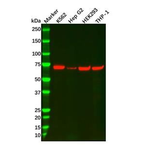 aladdin 阿拉丁 Ab127222 Recombinant SESN1 Antibody Recombinant (R02-1W8); Rabbit anti Human SESN1 Antibody; WB; Unconjugated