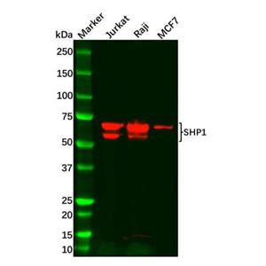 aladdin 阿拉丁 Ab127501 Recombinant SHP1 Antibody Recombinant (R06-4C8); Rabbit anti Human SHP1 Antibody; WB, IHC; Unconjugated