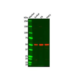 aladdin 阿拉丁 Ab128212 Recombinant SMAD3 Antibody Recombinant (R09-7H4); Rabbit anti Human SMAD3 Antibody; WB, IHC, ICC, IF; Unconjugated