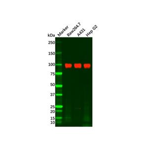 Recombinant ATP1A1 Antibody,Recombinant ATP1A1 Antibody