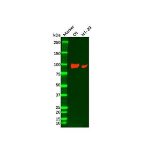 Recombinant ATP1A1 Antibody,Recombinant ATP1A1 Antibody