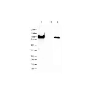 Recombinant ATP1A1 Antibody,Recombinant ATP1A1 Antibody