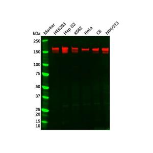aladdin 阿拉丁 Ab128717 Recombinant SOS1 Antibody Recombinant (R05-8C9); Rabbit anti Human SOS1 Antibody; WB; Unconjugated