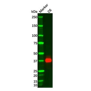 Recombinant SOX2 Antibody,Recombinant SOX2 Antibody