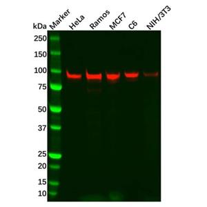aladdin 阿拉丁 Ab128849 Recombinant SP1 Antibody Recombinant (R01-9G6); Rabbit anti Human SP1 Antibody; WB, IHC, ICC, IF; Unconjugated
