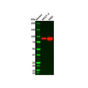aladdin 阿拉丁 Ab129464 STAT5a Antibody pAb; Rabbit anti Human STAT5a Antibody; WB, IHC; Unconjugated
