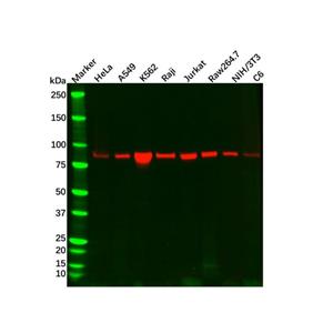 aladdin 阿拉丁 Ab129471 Recombinant STAT5b Antibody Recombinant (R08-2I8); Rabbit anti Human STAT5b Antibody; WB, IHC, ICC, IF; Unconjugated