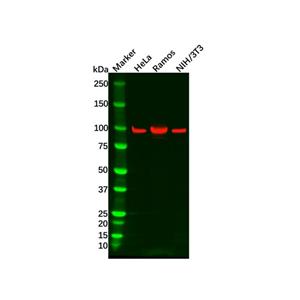 aladdin 阿拉丁 Ab129486 Recombinant STAT6 Antibody Recombinant (R07-1H8); Rabbit anti Human STAT6 Antibody; WB; Unconjugated